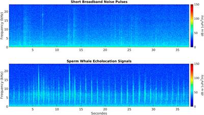 Sperm whales forage year-round in the ross sea region